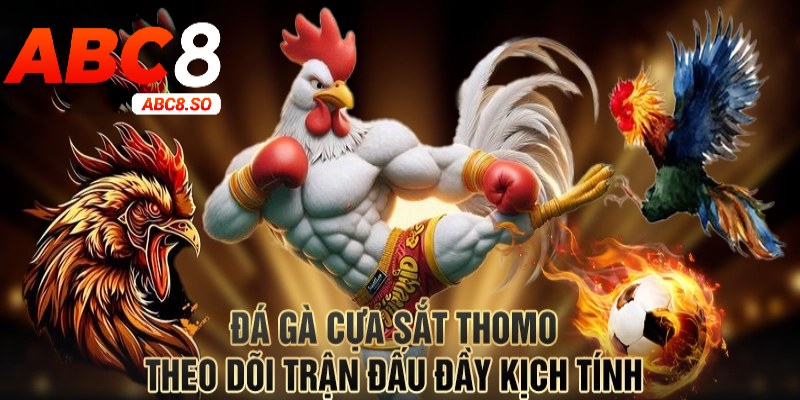 Đá gà cựa sắt thomo là hình thức giải trí cực hấp dẫn